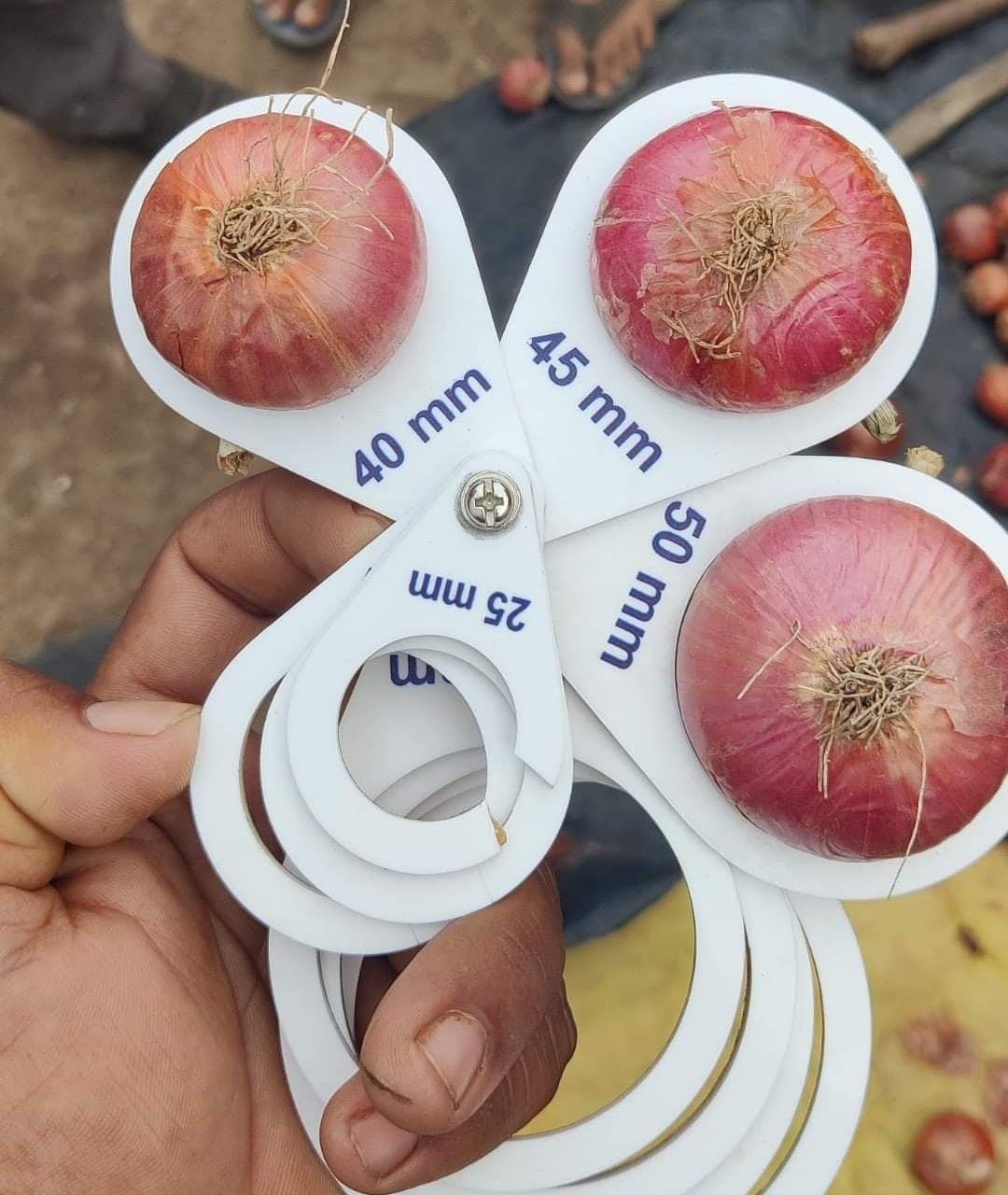 Onion Size Grading